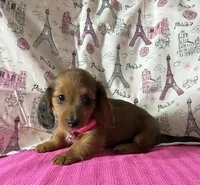 Reba, a female Miniature Dachshund for sale in Paris, TX – Photo 2 of 10