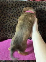 Reba, a female Miniature Dachshund for sale in Paris, TX – Photo 9 of 10