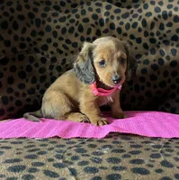 Reba, a female Miniature Dachshund for sale in Paris, TX – Photo 5 of 10