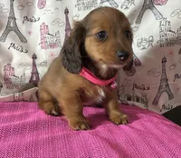 Reba, a female Miniature Dachshund for sale in Paris, TX – Photo 3 of 10