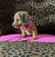 Reba, a female Miniature Dachshund for sale in Paris, TX – Photo 6 of 10