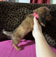 Reba, a female Miniature Dachshund for sale in Paris, TX – Photo 4 of 10