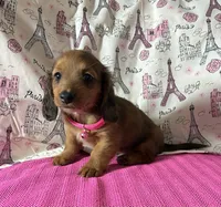 Reba, a female Miniature Dachshund for sale in Paris, TX – Photo 8 of 10