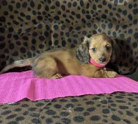 Reba, a female Miniature Dachshund for sale in Paris, TX – Photo 1 of 10
