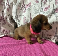 Reba, a female Miniature Dachshund for sale in Paris, TX – Photo 10 of 10