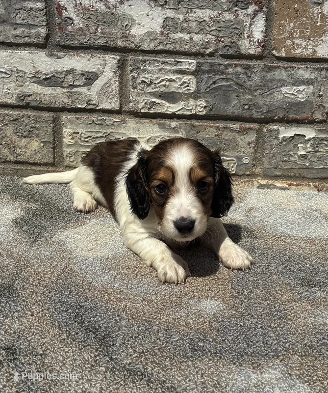 Kane – Miniature Dachshund puppy for sale in Paris, TX