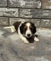 Kane, a male Miniature Dachshund for sale in Paris, TX – 1 of 8