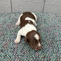Conway, a male Miniature Dachshund for sale in Paris, TX – Photo 6 of 7