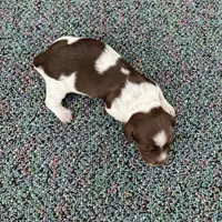 Conway, a male Miniature Dachshund for sale in Paris, TX – Photo 7 of 7