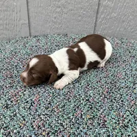 Conway, a male Miniature Dachshund for sale in Paris, TX – Photo 2 of 7