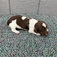 Conway, a male Miniature Dachshund for sale in Paris, TX – Photo 1 of 7