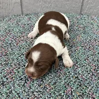 Conway, a male Miniature Dachshund for sale in Paris, TX – Photo 3 of 7