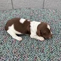 Conway, a male Miniature Dachshund for sale in Paris, TX – Photo 5 of 7