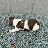 Conway, a male Miniature Dachshund for sale in Paris, TX – Photo 4 of 7