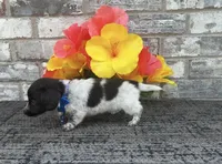 Timmy, a male Miniature Dachshund for sale in Paris, TX – Photo 3 of 5