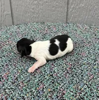 Timmy, a male Miniature Dachshund for sale in Paris, TX – Photo 5 of 9