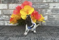 Timmy, a male Miniature Dachshund for sale in Paris, TX – Photo 2 of 5