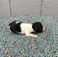 Timmy, a male Miniature Dachshund for sale in Paris, TX – Photo 8 of 9