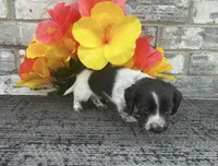 Timmy, a male Miniature Dachshund for sale in Paris, TX – Photo 4 of 5