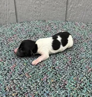 Timmy, a male Miniature Dachshund for sale in Paris, TX – Photo 7 of 9