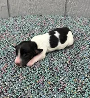 Timmy, a male Miniature Dachshund for sale in Paris, TX – Photo 3 of 9