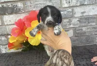 Timmy, a male Miniature Dachshund for sale in Paris, TX – Photo 1 of 5