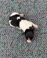 Timmy, a male Miniature Dachshund for sale in Paris, TX – Photo 9 of 9