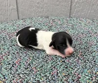 Timmy, a male Miniature Dachshund for sale in Paris, TX – Photo 1 of 9