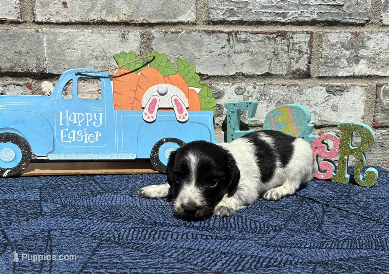 Timmy – Miniature Dachshund puppy for sale in Paris, TX