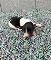 Timmy, a male Miniature Dachshund for sale in Paris, TX – Photo 2 of 9