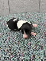 Timmy, a male Miniature Dachshund for sale in Paris, TX – Photo 6 of 9