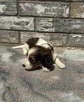 Kane, a male Miniature Dachshund for sale in Paris, TX – 2 of 8
