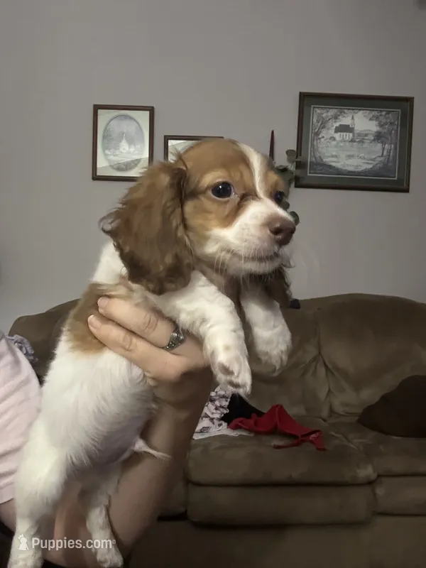 Jase – Miniature Dachshund puppy for sale in Paris, TX