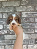 Jasper (dapple), a male Miniature Dachshund for sale in Paris, TX – 8 of 9