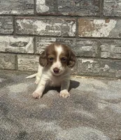 Jasper (dapple), a male Miniature Dachshund for sale in Paris, TX – 5 of 9