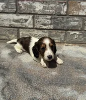Kane, a male Miniature Dachshund for sale in Paris, TX – 8 of 8