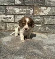 Jasper (dapple), a male Miniature Dachshund for sale in Paris, TX – 6 of 9