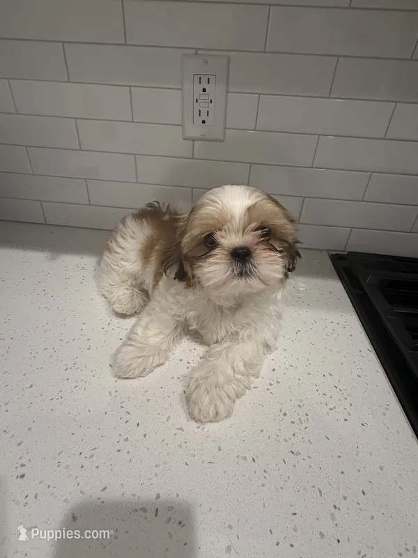 Duke – Shih Tzu puppy for sale in Encino, CA