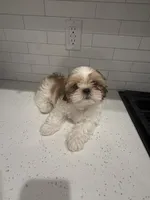 Duke, a male Shih Tzu for sale in Encino, CA – 1 of 6