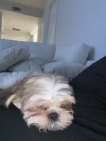 Duke, a male Shih Tzu for sale in Encino, CA – 2 of 6