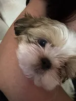 Duke, a male Shih Tzu for sale in Encino, CA – 3 of 6