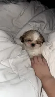 Duke, a male Shih Tzu for sale in Encino, CA – 6 of 6