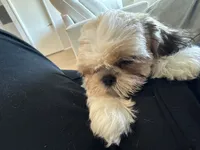 Duke, a male Shih Tzu for sale in Encino, CA – 5 of 6