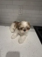 Duke, a male Shih Tzu for sale in Encino, CA – 4 of 6