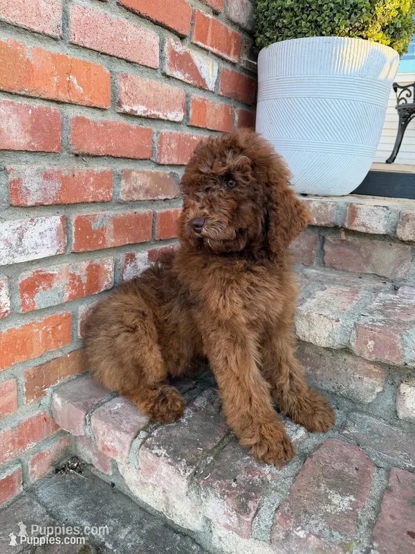 Penny (Medium size) – Goldendoodle puppy for sale in Newman, CA