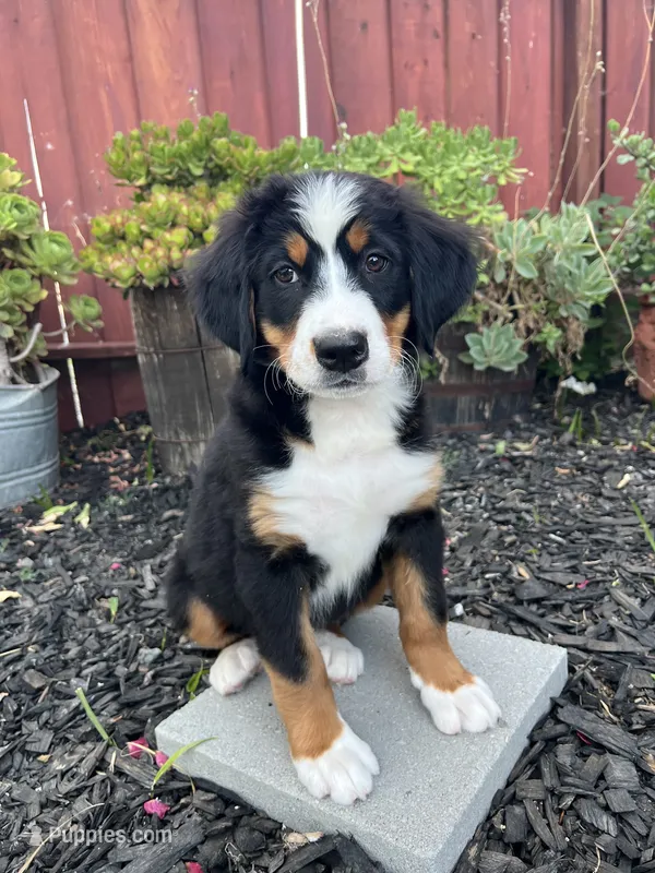 Rio – Bernese Mountain Dog puppy for sale in Newman, CA