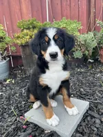 Rio, a male Bernese Mountain Dog for sale in Newman, CA – 1 of 10