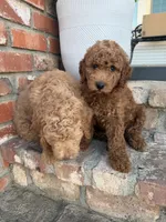 Toots, a female Goldendoodle for sale in Newman, CA – 3 of 6