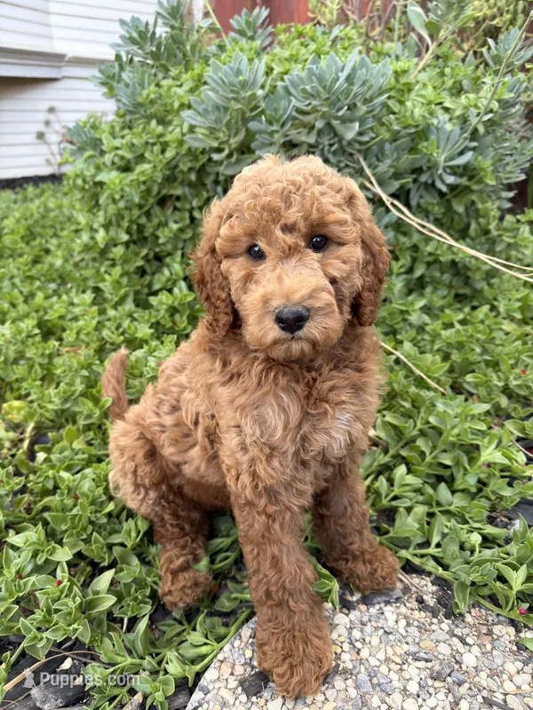 Toots – Goldendoodle puppy for sale in Newman, CA