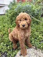 Toots (medium size), a female Goldendoodle for sale in Newman, CA – 2 of 8